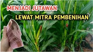 Jagung pembenihan ; Potensi omset menggiurkan.