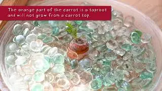 Herman Tweed’s Carrot: Food Science for January
