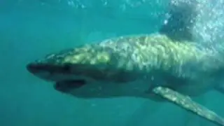 Great White Shark Cage Dive in South Africa