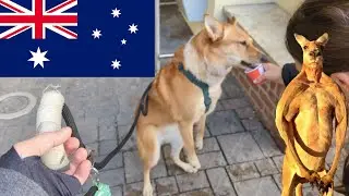 silly dog turns into a kangaroo as she HOUSES a puppuccino on Boxing Day