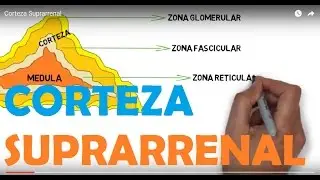 Corteza Suprarrenal