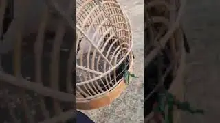 Тамошокн бача дам бги