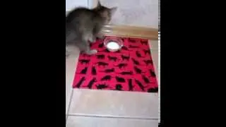 Масяня играет с бумажным бантиком