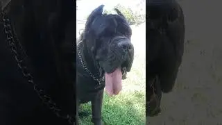 The Bodyguard of The Park... #shorts #canecorso