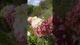 Гортензия КОЛОРФУЛ КОКТЕЙЛЬ #саженцыгортензий