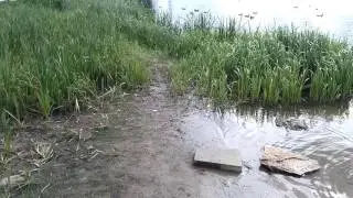 Крысы на набережной Йошкар-Олы