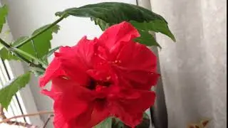розы цветут