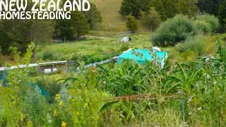 Something looks different on our New Zealand Homestead (vlog)
