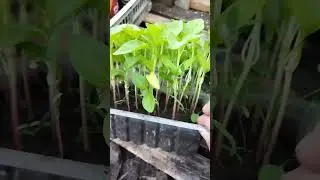 Рассада#Влияние загущенности на рост рассады#shorts#Огород