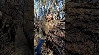 этот исполин прожил столетия, но не пережил третий пожар 😭😭🌲🌲🌲 