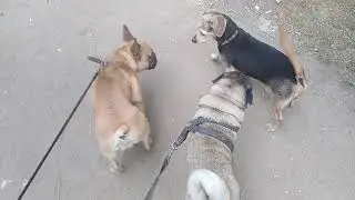 #Shorts   ОдИн КАВАЛЕР на ДВоиХ
