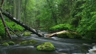Music for Stress Reduction, better sleep & Relaxed mind!