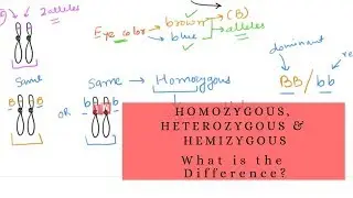 Homozygous, Heterozygous and Hemizygous - What is the Difference?