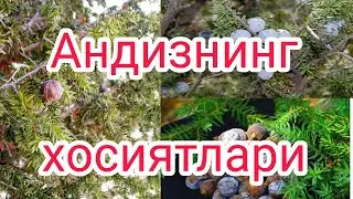 Андизнинг шифобахшлиги_ Andizning shifobaxshligi.