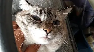 Просто наглая харя