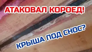 Борьба с короедом. Не повторяйте моих ошибок…