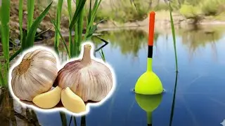 Catching HUGE spring crucian carp with garlic! Float fishing in the spring of 2025