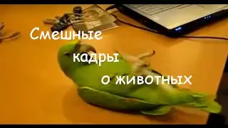 Смешные кадры о животных