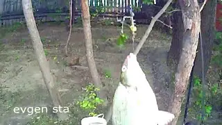 Ловля язя и леща на самолов