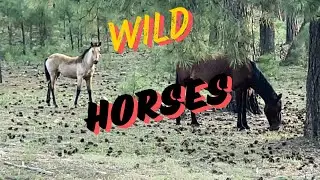 Wild Horses in the Arizona Forest