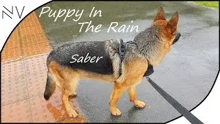 Walking German Shepherd Puppy In The Rain | NerdVlog