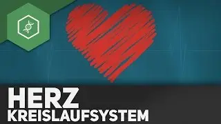 The heart and its circulatory system