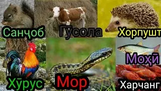 Таъбири Хоб: Санчоб дар хоб,Хурус дар хоб,Мор дар хоб,Мохи дар хоб,Хорпушт дар хоб,Гусола дар хоб.