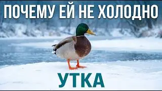 The duck changed human history. Here is exactly how