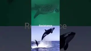 Whale Shark vs Killer Whale Orca 