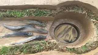 Best Top3 Videos Amazing! Easy Catching Fish Trap And Catchfishing
