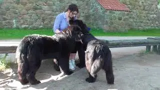 Walk with Newfoundland dogs by the castle/Trakai/