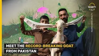 SIMBI: MEET THE RECORD-BREAKING GOAT FROM PAKISTAN