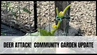 Deer Problems at the Community Garden