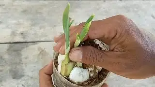 Planting Garlic With Aqua Bottles