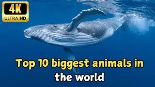 Top 10 Largest Animals in the World | Top 10 Biggest animals Vocabulary | Animal Animals Fact.