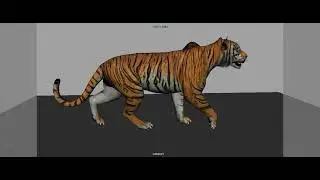tiger walkcycle