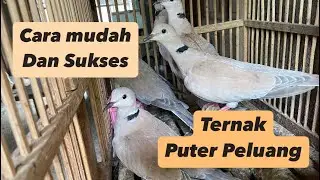 Cara Mudah dan Sukses Ternak Puter Pelung @sugitokambojaBF