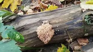 ❗ГРИБНИК В ШОКЕ ОТ ТАКИХ ОПЯТ 🍄 Опята как боровики❗ 12.10.2024 г. Курская область❗