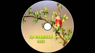 Carduelis Cannabina / Canto de Pardillo / 2016