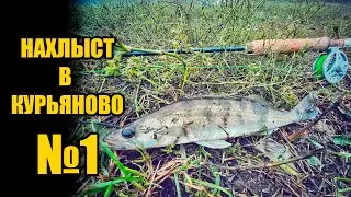 НАХЛЫСТ В КУРЬЯНОВО №1
