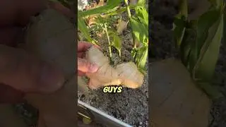 Harvesting ginger that mom propagated! 