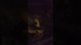-25 гуси на улице