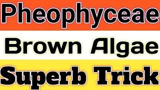 #pheophyceae #brownAlgae #pheophyceaeTrick #Pheophyceae #ncert #neet|Trick to learn pheophyceae|TGT