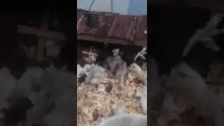 Тедди и виноградик