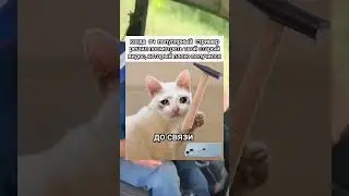 #мем #грустныйкот #кот #стример #досвязи
