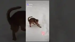 Aby snowy