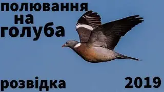 Полювання на голуба 2019. Розвідка.