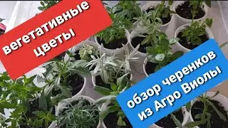 Вегетативные растения  для цветочных композиций/Черенки от агрофирмы Виола