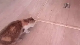 КОРМИМ КОШКУ...  ГОРЯЧИМ МЯСОМ