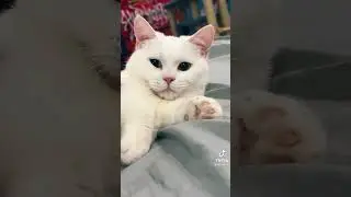 Юки🤍 кошка Вали Карнавал #Shorts